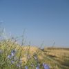 Kornblumen am Weg